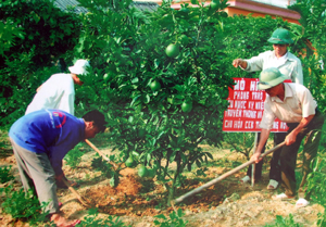 Mô hình trồng bưởi Diễn của Hội CCB  xã Đồng Tâm (Lạc Thủy) đang được các hội viên nhân rộng.